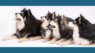 Finnish Lapphund 11