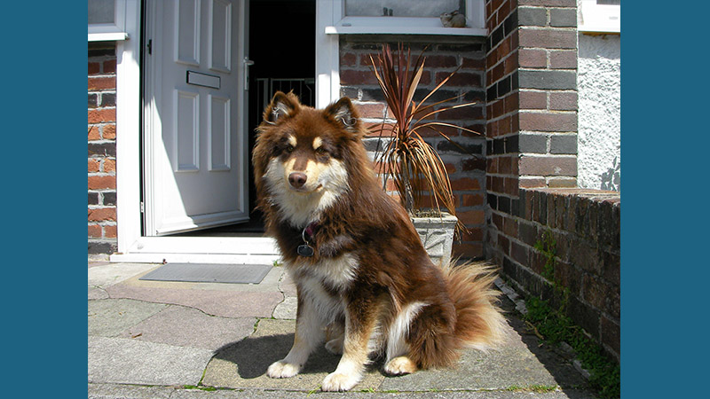 Finnish Lapphund 13