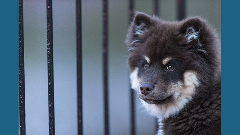 Finnish Lapphund 14