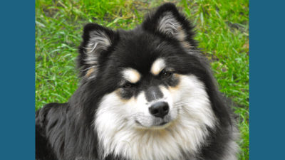 Finnish Lapphund 2