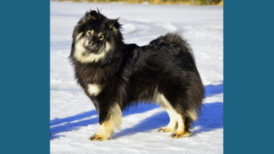 Finnish Lapphund 4