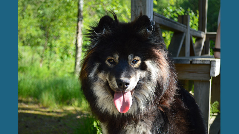 Finnish Lapphund 5