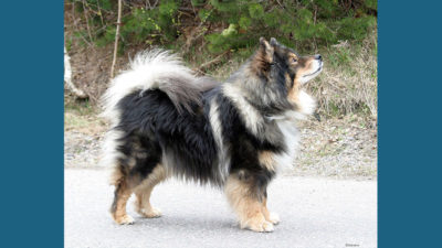 Finnish Lapphund 6