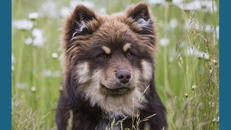 Finnish Lapphund 7