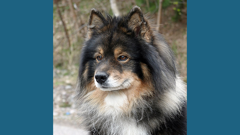 Finnish Lapphund 8