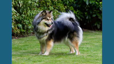 Finnish Lapphund 9