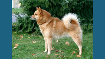 Finnish Spitz 1