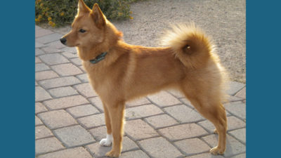 Finnish Spitz 10