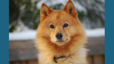 Finnish Spitz 2