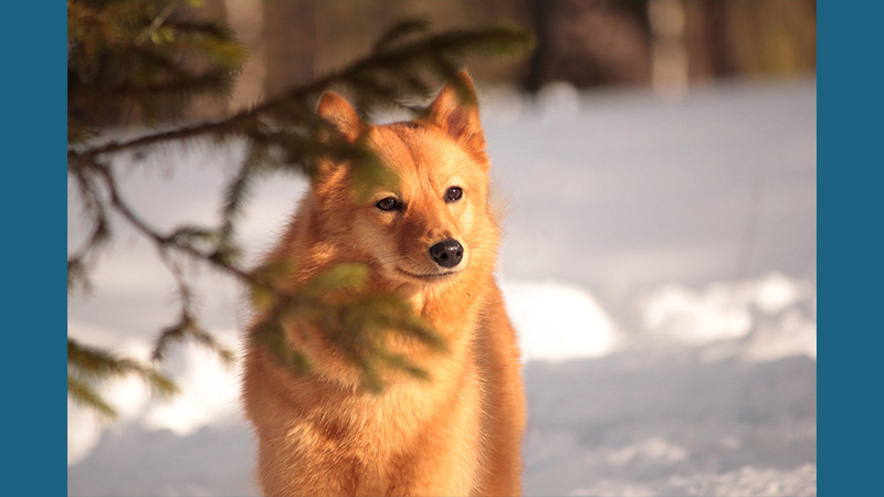 Finnish Spitz 3