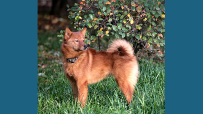 Finnish Spitz 4