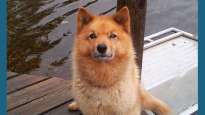 Finnish Spitz 5