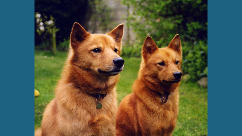 Finnish Spitz 6