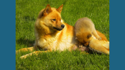 Finnish Spitz 7