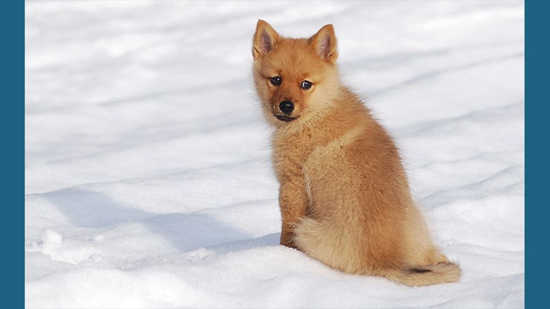 Finnish Spitz 8