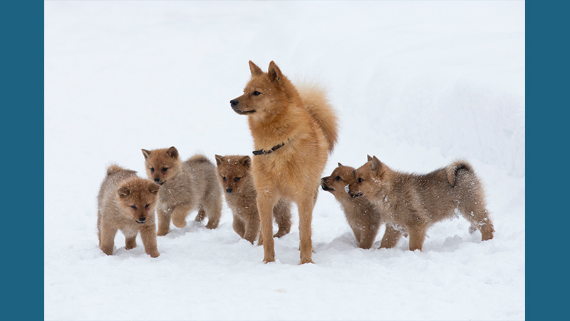 Finnish Spitz 9