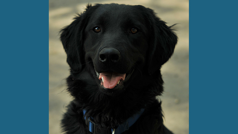 Flat - Coated Retriever 1