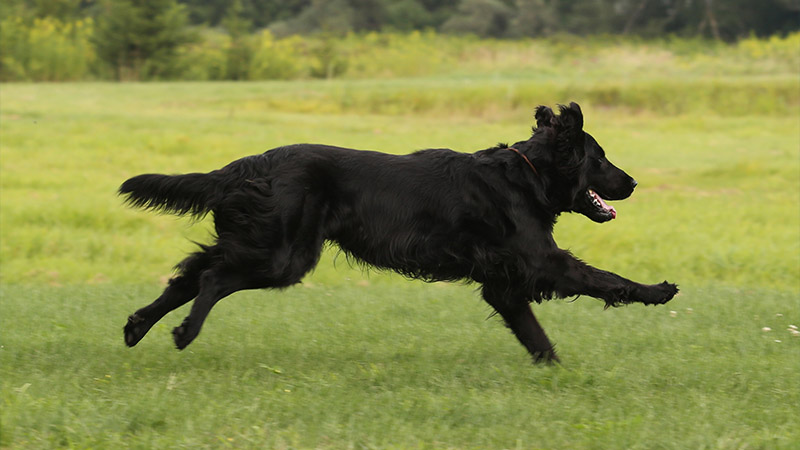 Flat - Coated Retriever 10