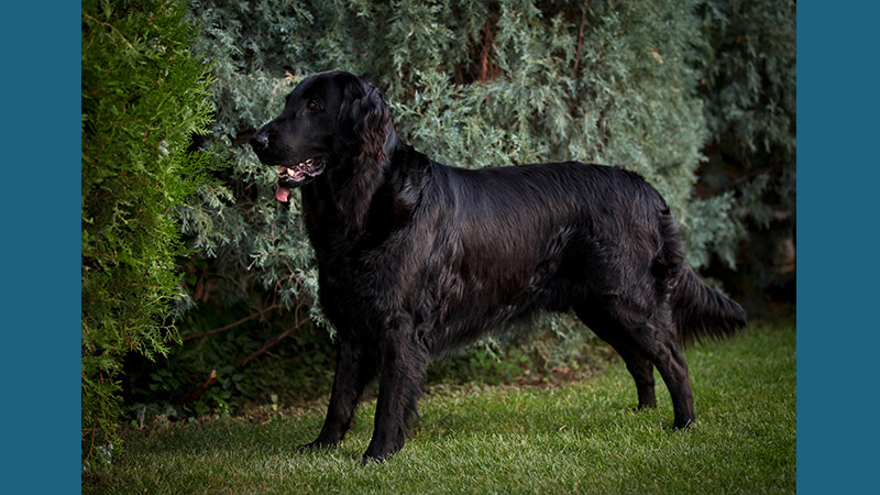 Flat - Coated Retriever 11