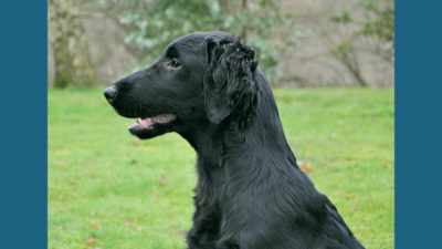 Flat - Coated Retriever 12