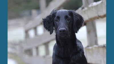 Flat - Coated Retriever 14