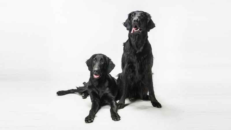 Flat - Coated Retriever 15