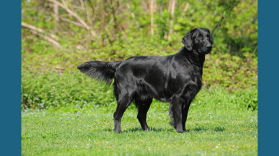 Flat - Coated Retriever 2