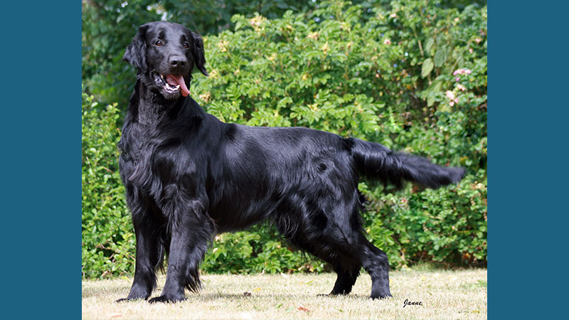 Flat - Coated Retriever 3