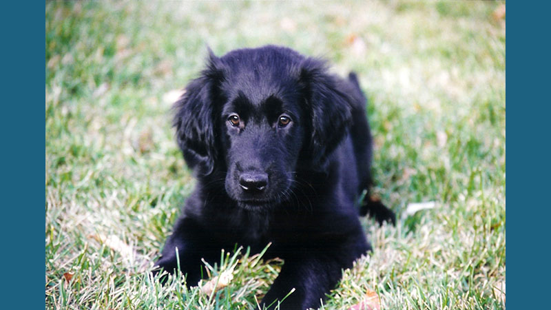 Flat - Coated Retriever 4