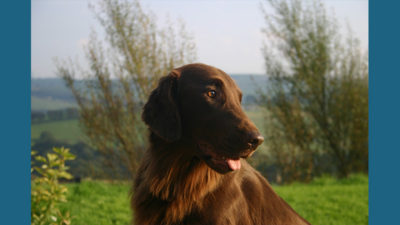 Flat - Coated Retriever 5