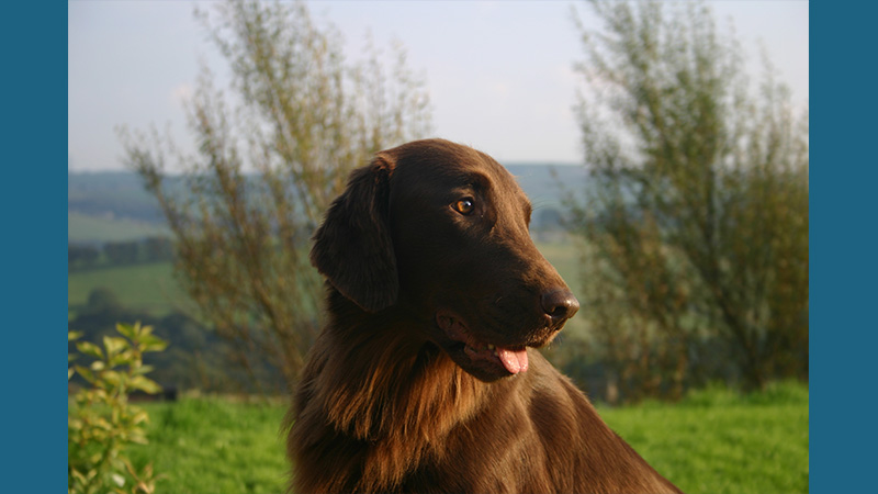 Flat - Coated Retriever 5