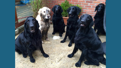 Flat - Coated Retriever 6