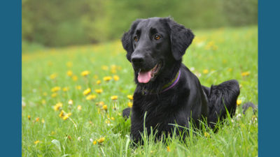 Flat - Coated Retriever 7