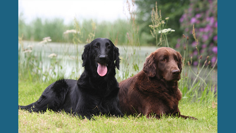 Flat - Coated Retriever 8