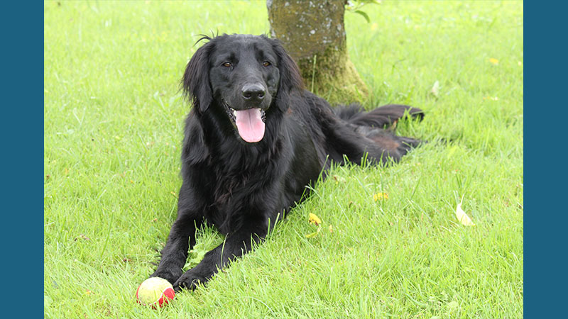 Flat - Coated Retriever 9