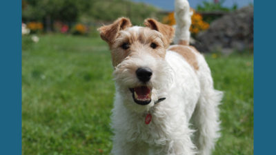 Fox Terrier 1