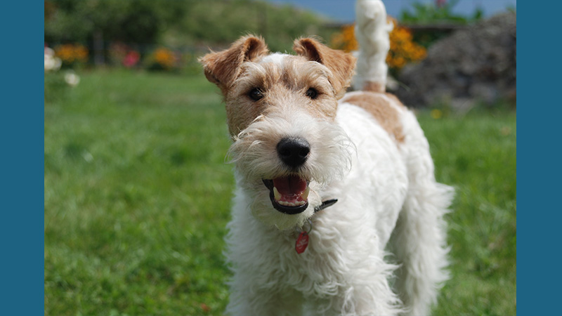 Fox Terrier 1