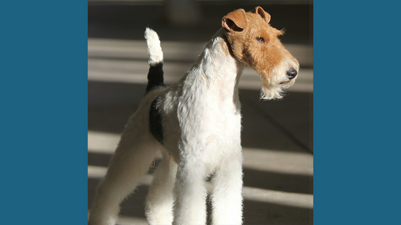 Fox Terrier 10