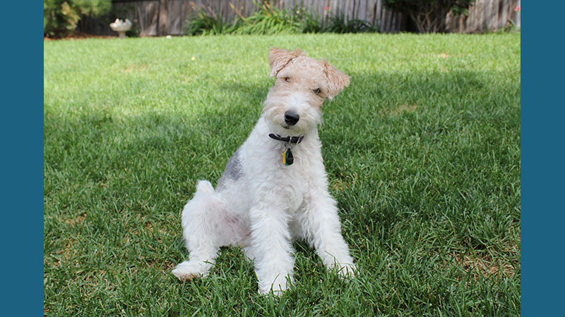 Fox Terrier 11