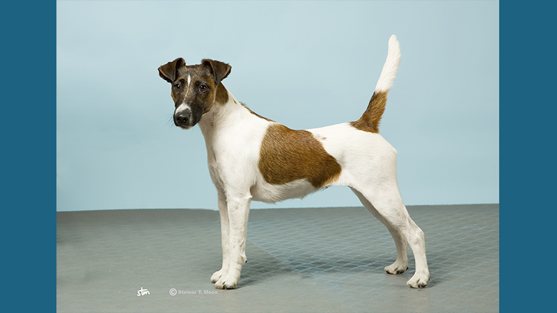 Fox Terrier 12