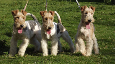 Fox Terrier 2