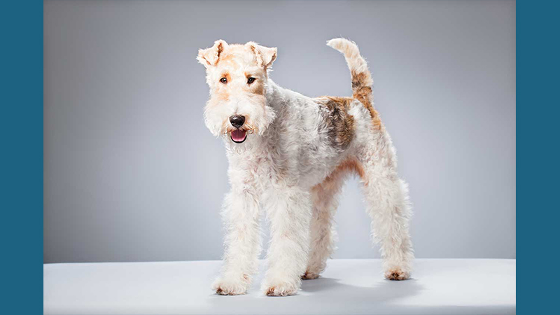 Fox Terrier 3