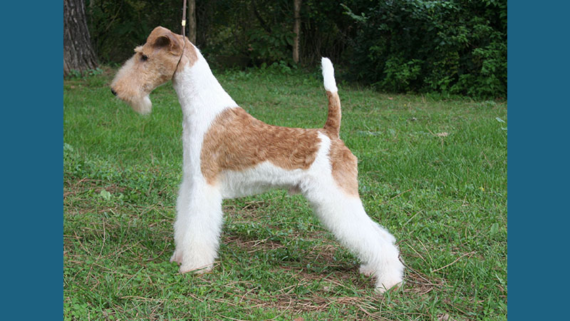 Fox Terrier 4