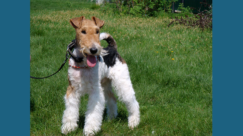 Fox Terrier 5