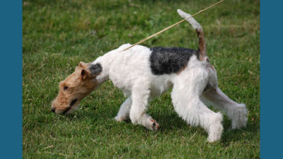 Fox Terrier 6