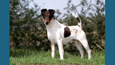 Fox Terrier 7