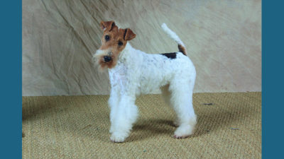 Fox Terrier 8