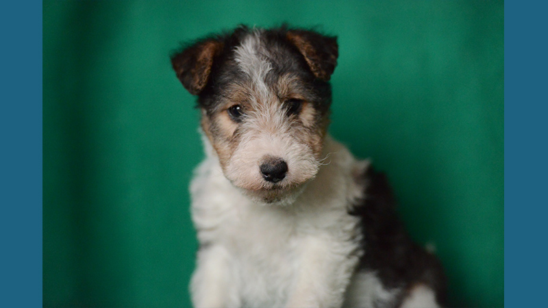 Fox Terrier 9