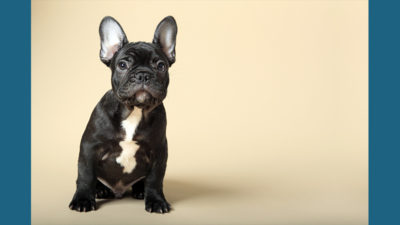 French Bulldog 1