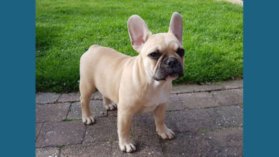 French Bulldog 10